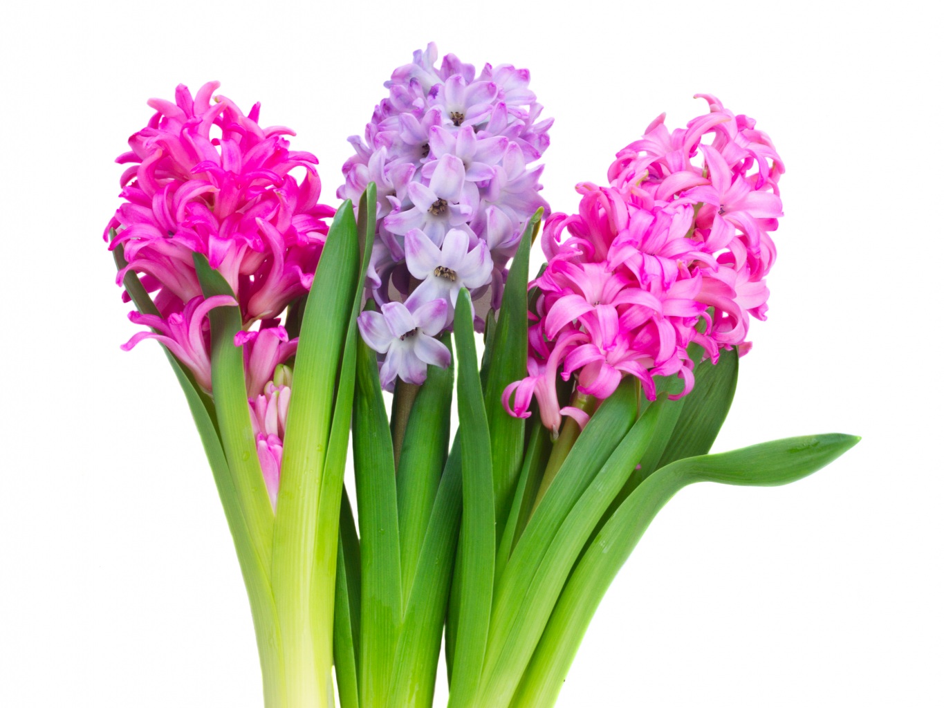 hyacinth-flower_jacint-virag-9734173631.jpg