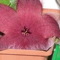 Az olvasó fotóz - Stapelia grandiflora