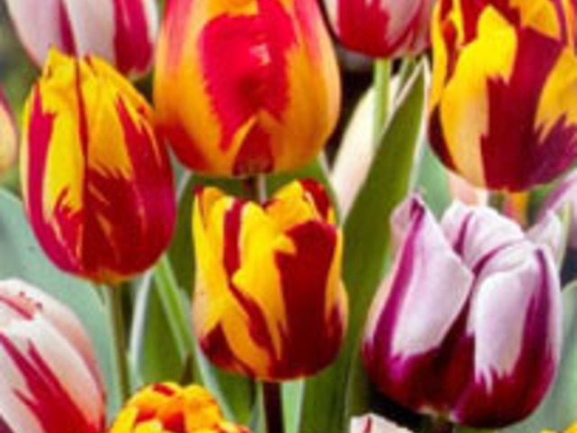 Most ültessünk tulipánt!
