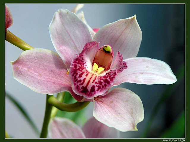 Tartsunk orchideát! (1.)