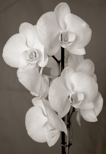 orchidea2.jpg