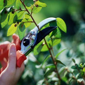 pruning1.jpg