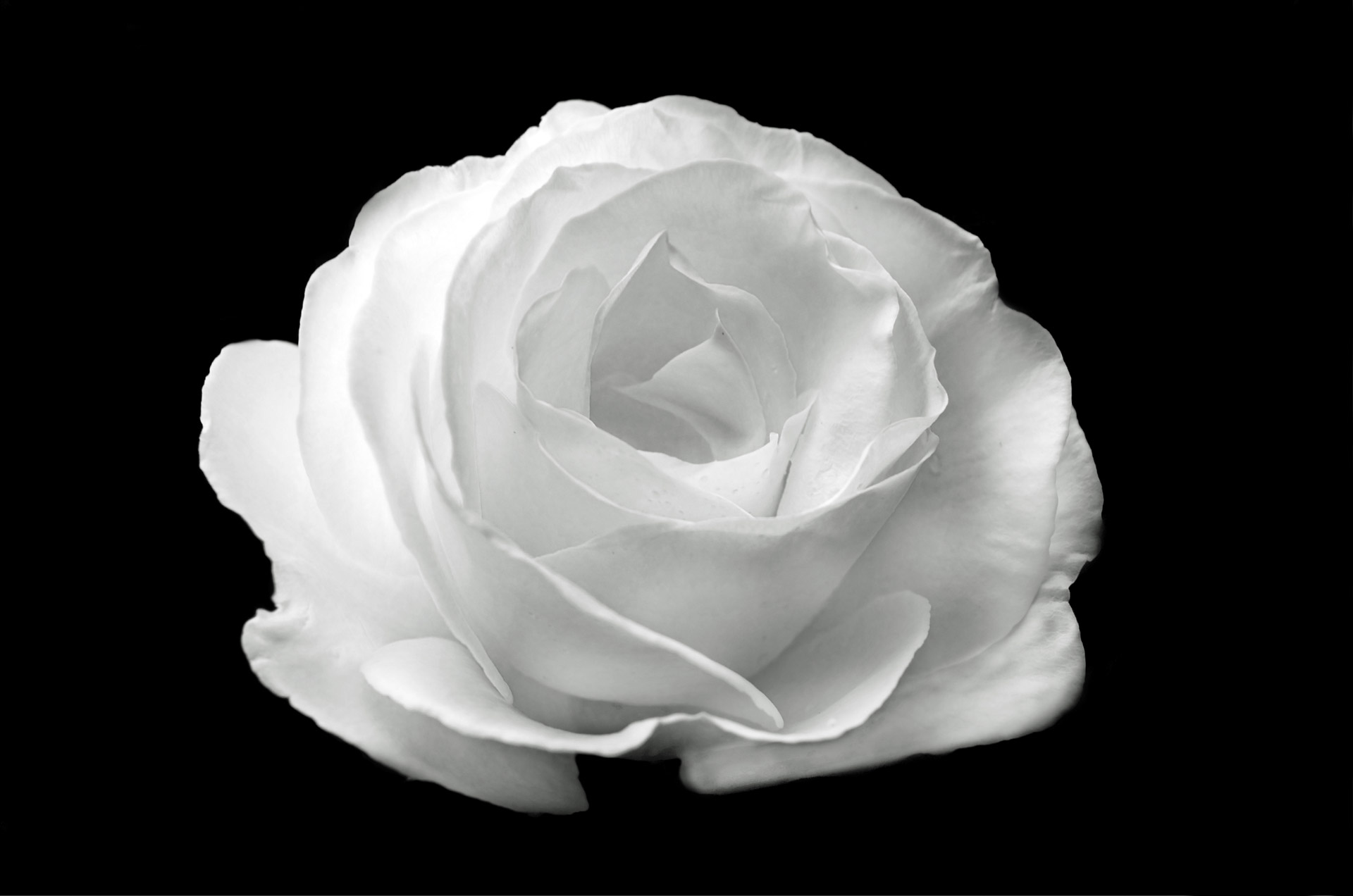 white-rose-on-the-black-background.jpg