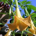 Angyaltrombita - Illatos virágok szteroidon
