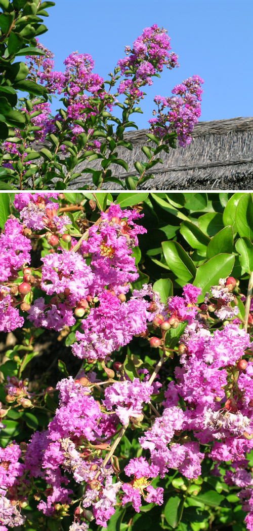 lagerstroemia_indica.jpg