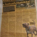 Bírsággal fenyegetik a staffordshire terrier gazdikat!