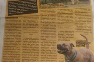 Bírsággal fenyegetik a staffordshire terrier gazdikat!