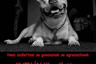 Domináns agresszió 3. rész