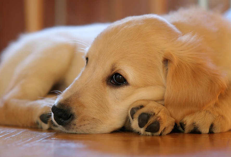 puppy-1187270_960_720.jpg