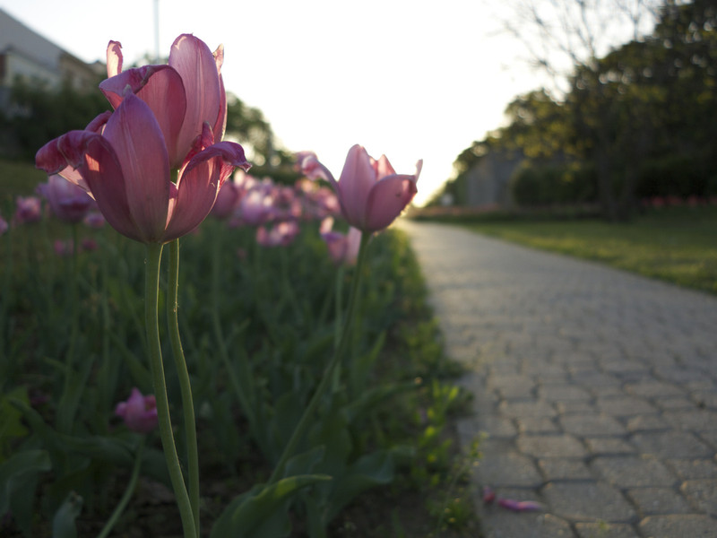 nem tart mindörökké jó hollandus pénze &lt;br /&gt;ki tulipánt álmodott városom terére