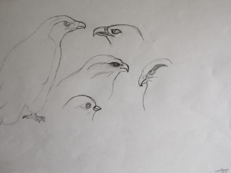 birds