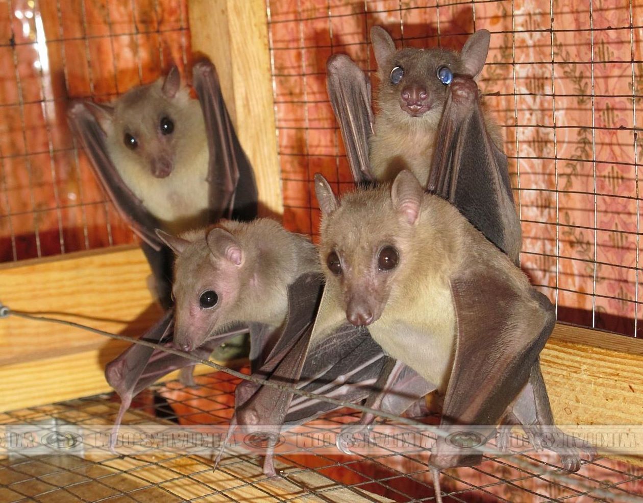 bat5.jpg