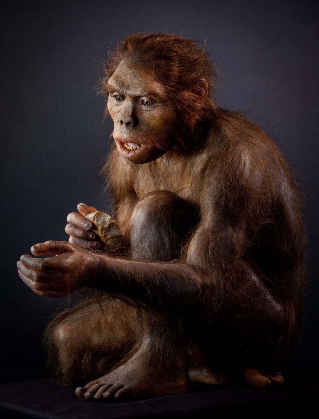 homo_habilis_model.jpg