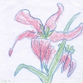 Virág 2