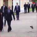 Putyin és a galamb