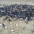 A galambok etetése tilos