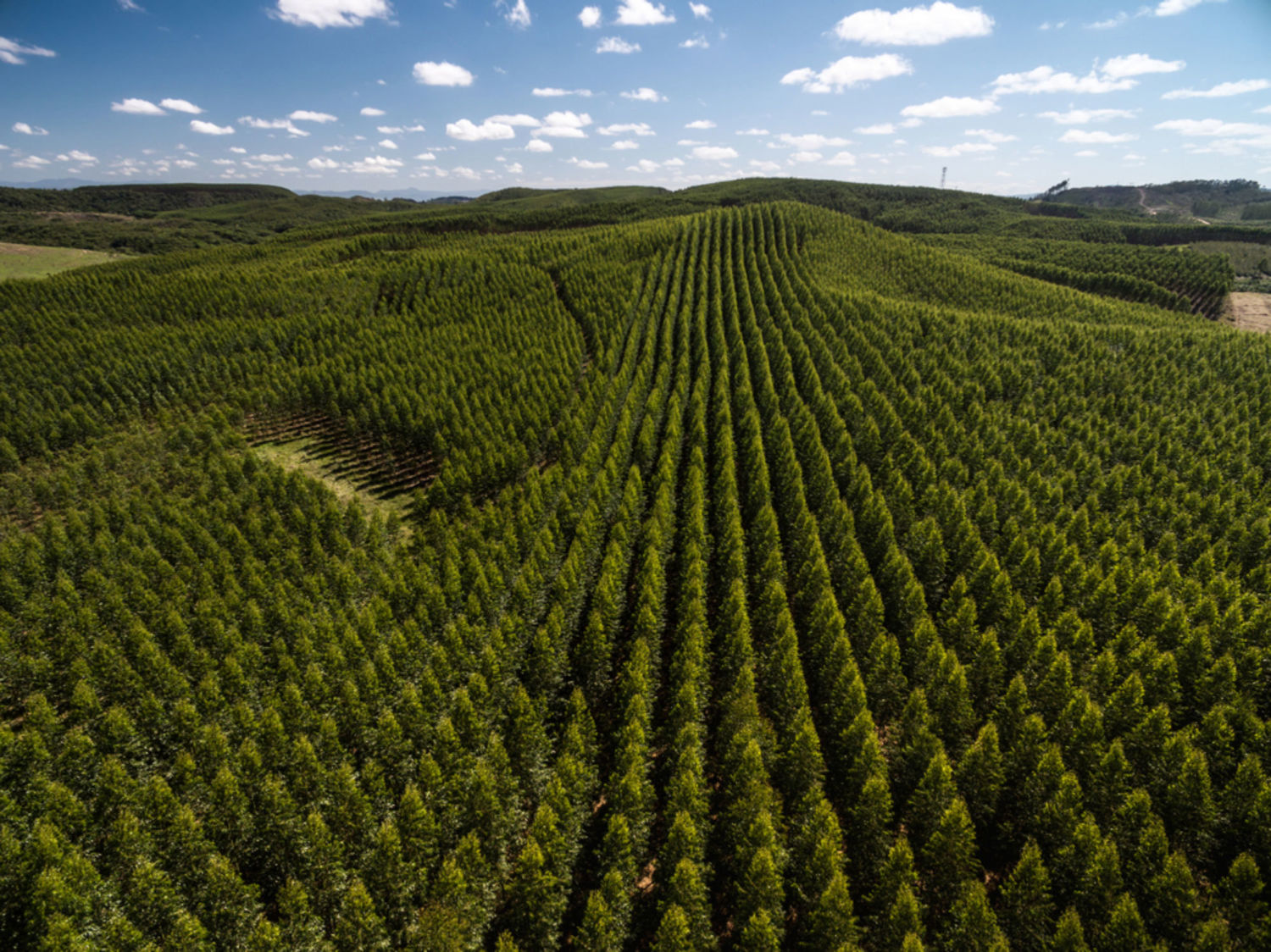 eucalyptus-forest_sao-paulo-brazil_shutterstock_507937129_web.jpg