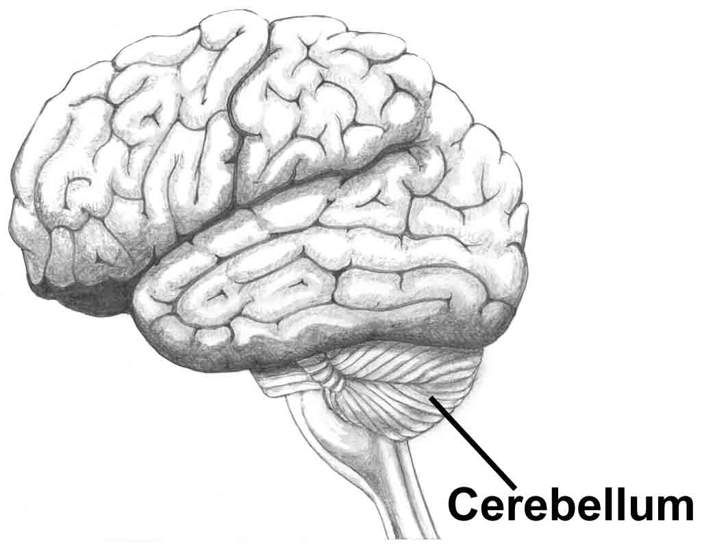 cerebellum.jpg