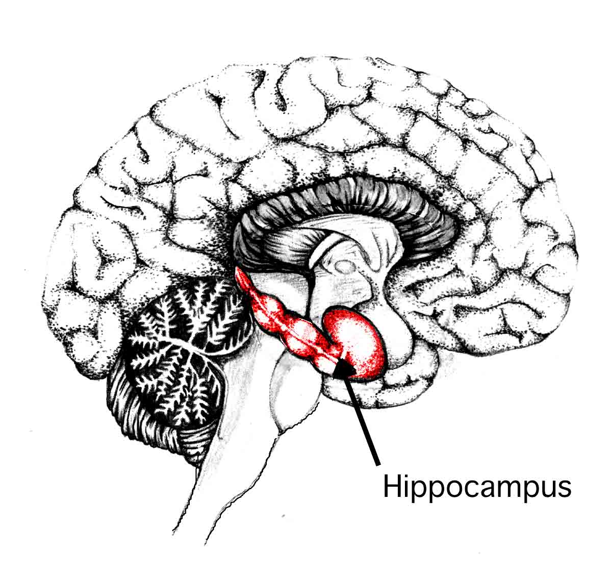 hippocampus.jpg