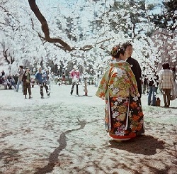 hanami-japan-cherry-blossom.jpg