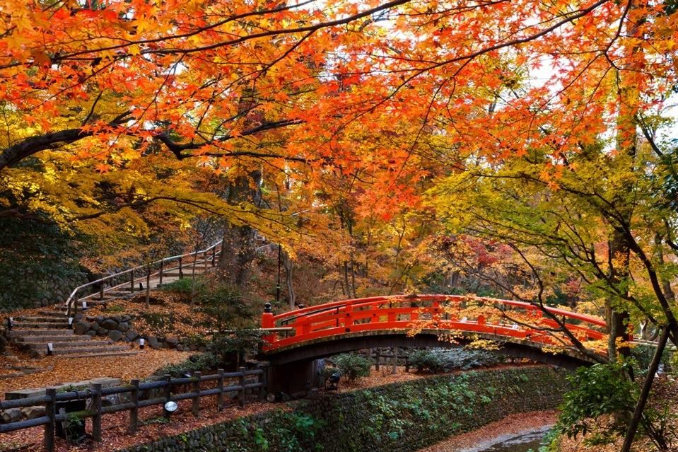 kitano-tenmangutemple-autumn-leaves-kyoto-fall-foliage-forecast-2016.JPG