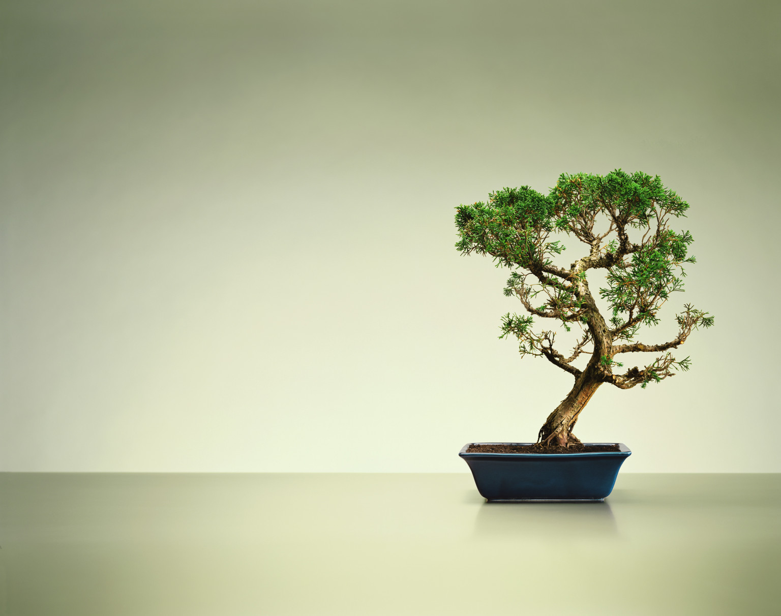 o-bonsai-facebook.jpg
