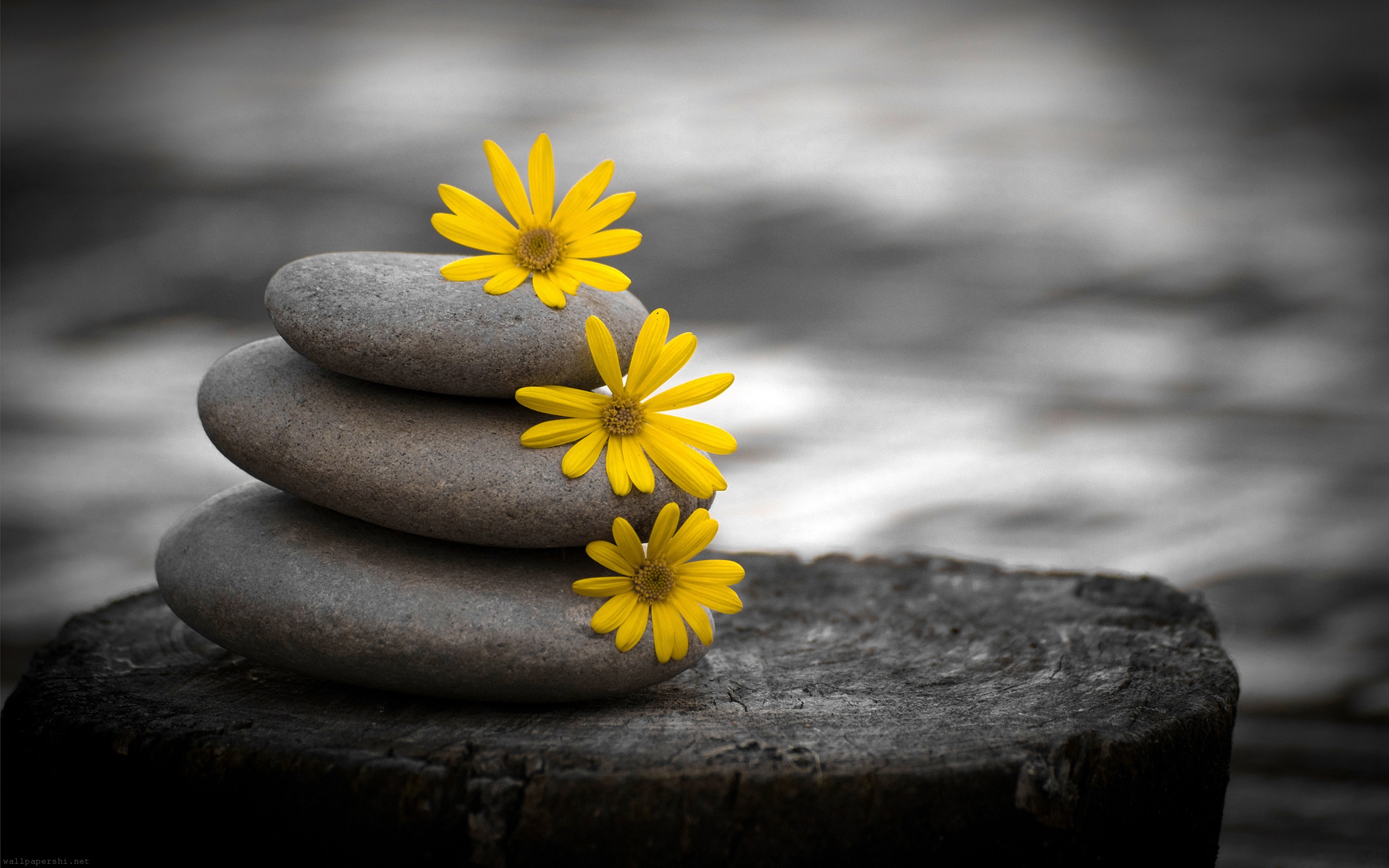 zen-stones-and-daisies-black-flowers-white.jpg