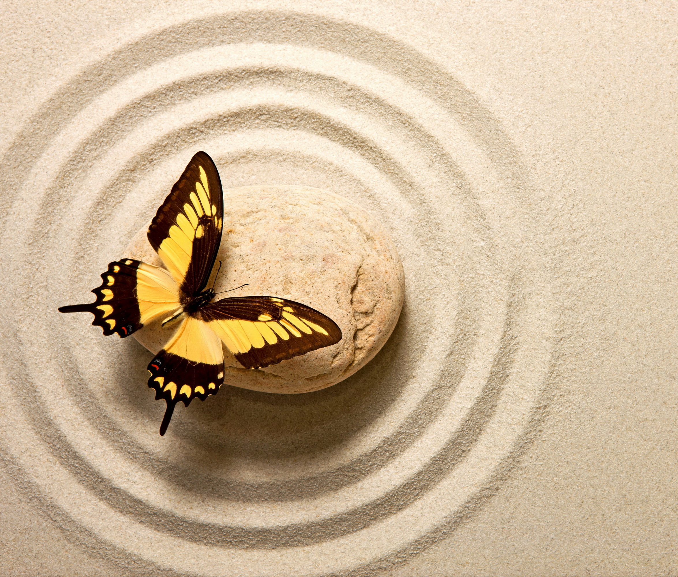 zen_butterfly_stone_animals_butterflies_hd-wallpaper-1718058.jpg