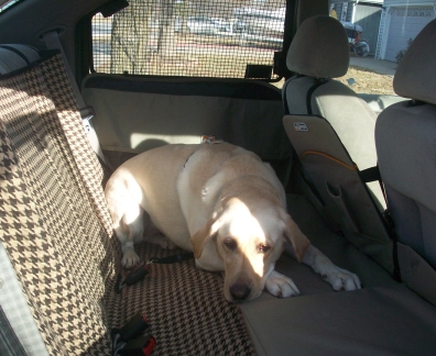 dog_backseat.JPG