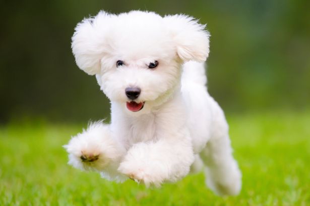 fluffy-white-dog.jpg