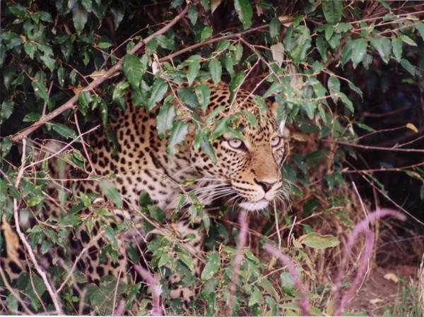 Leopard_hiding.jpg