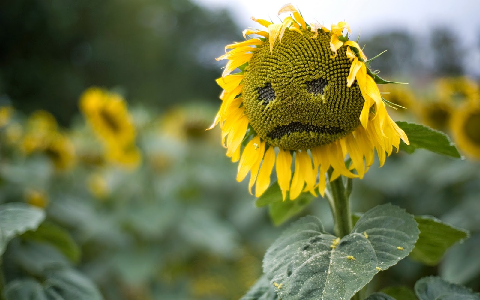 unhappy_sun_flower_w1.jpg