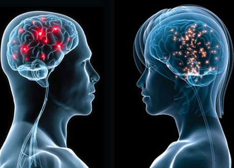Valóban különbözik a férfi és a női agy?