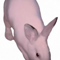 Már megint a nyuszik