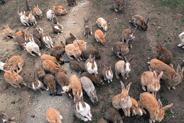 http://rejtelyekszigete.com/okunoshima-sziget-amit-elozonlottek-nyulak/