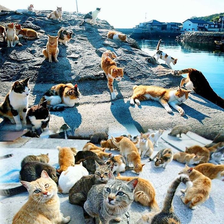 https://hu.pinterest.com/vanejj0507/tashirojima/?lp=true