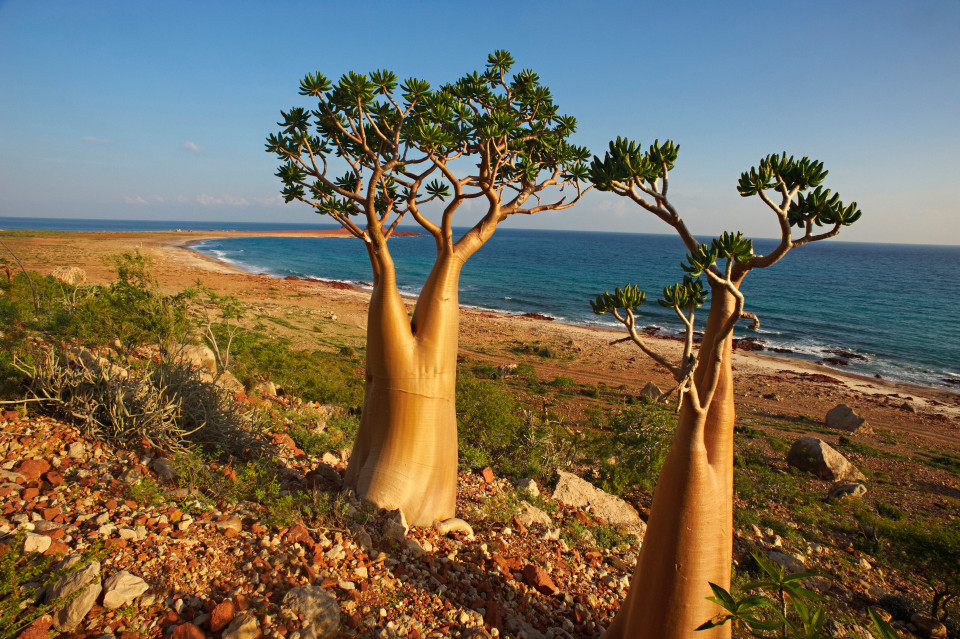 https://funci.org/socotra-island-of-mysteries/?lang=en