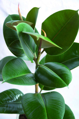 ficus_elastica3.jpg