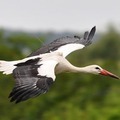 Fehér gólya visszavadítás és jeladózás az Ipolyságban