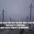 Rosszak a látási viszonyok, rakjatok a kutyára is ködlámpát! :)