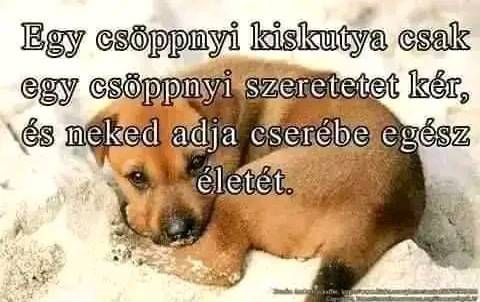 kutyi.jpg