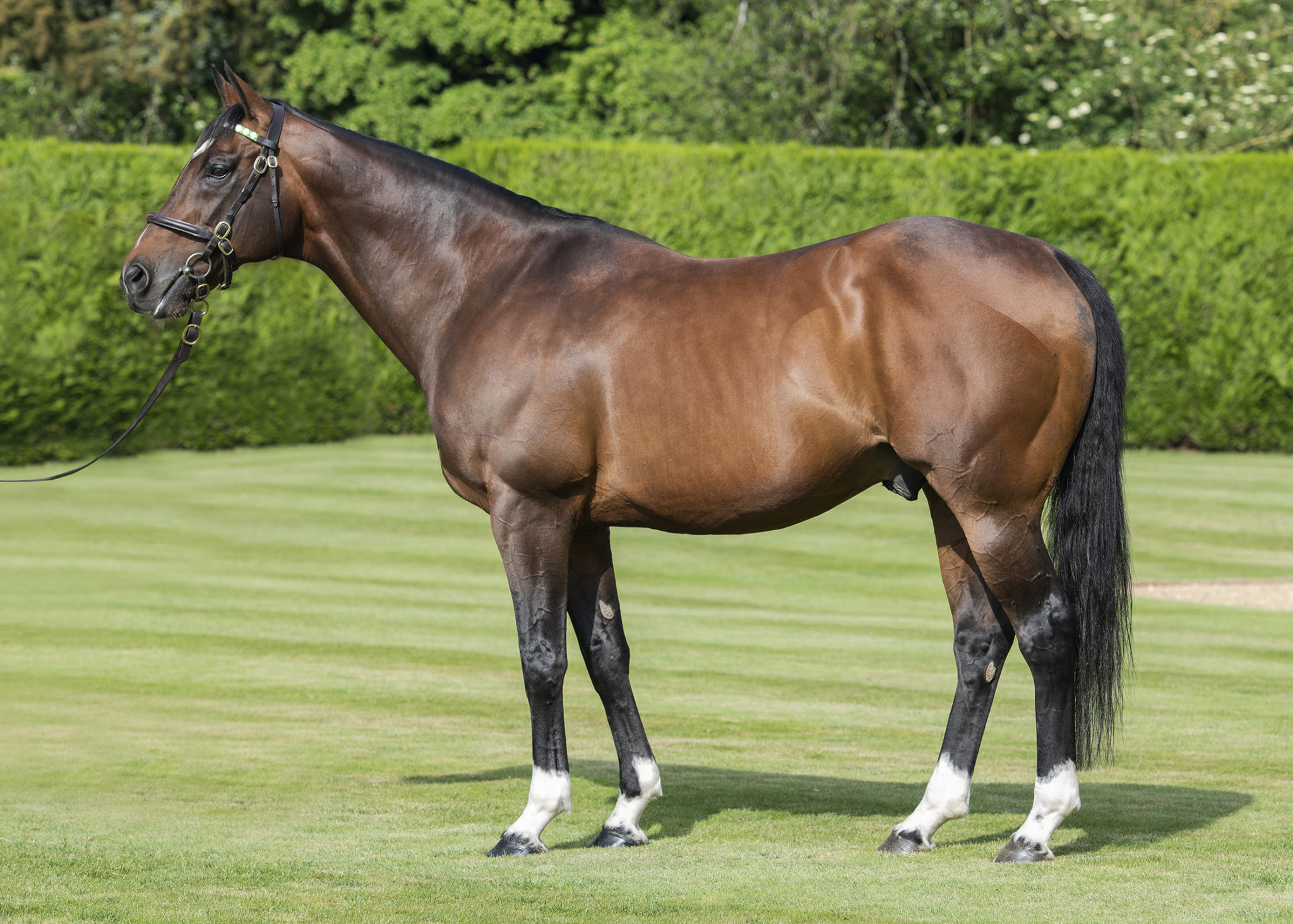 frankel-final-version_crop1-2048x1464.jpg