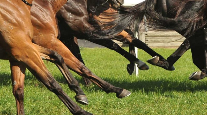 racehorse-legs-on-turf-course-1280x640-e1547816686138-800x445.jpg