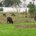 Hogyan nyírd le a füved rackákkal? avagy mi jól vagyunk, köszike