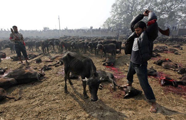 nepal animal cruelty 2.jpg