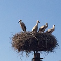A tábor közúti megfigyelői / Storks watching our activity on the road