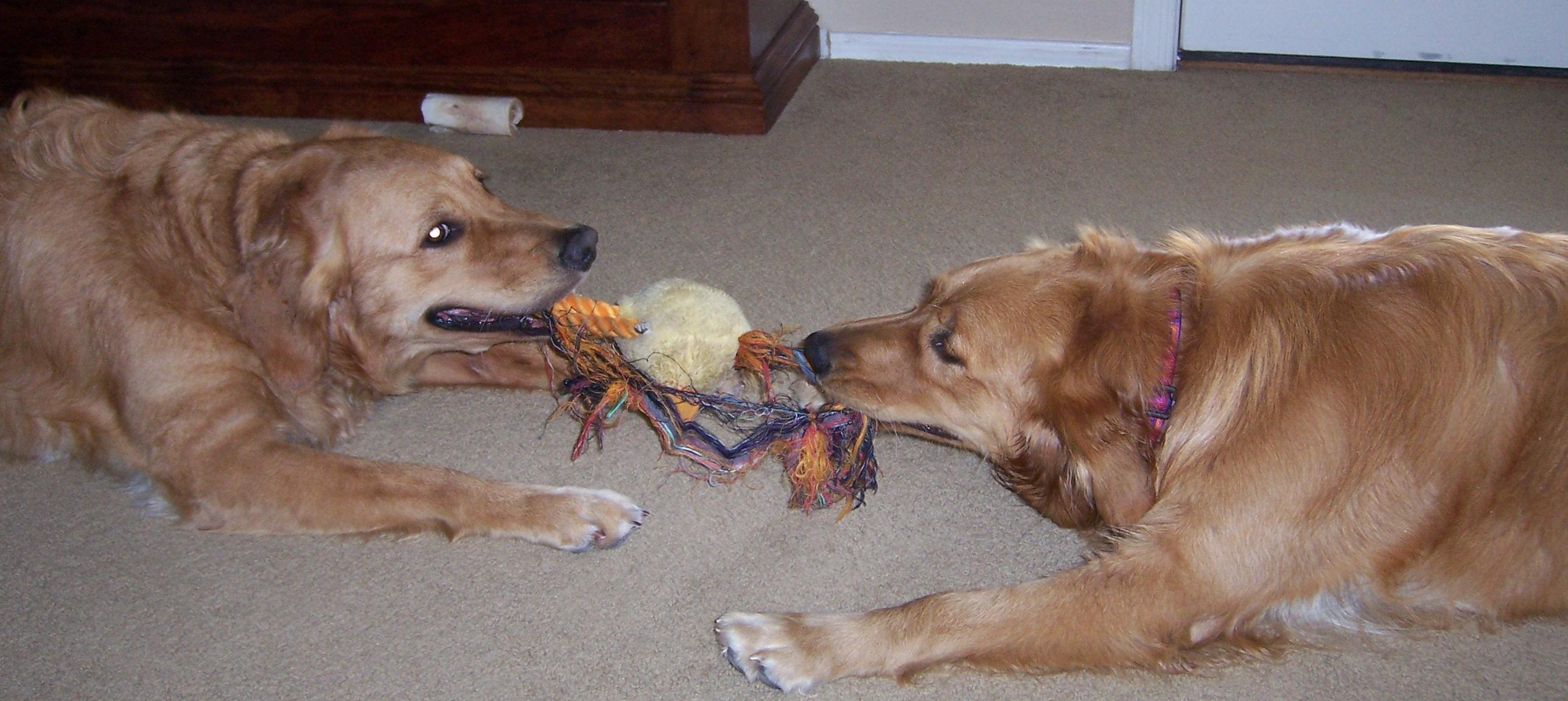 Dogs_playing.JPG