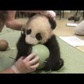 Panda babi!