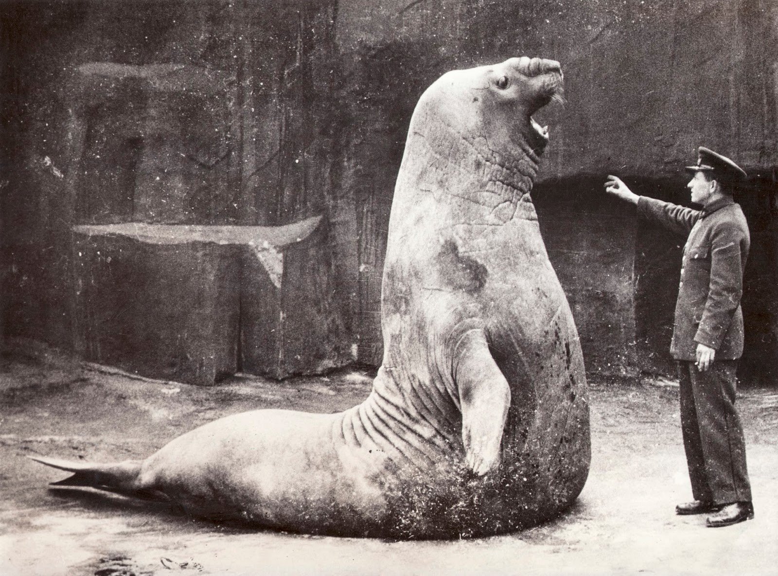 goliath_the_elephant_seal_at_vincennes_zoo_paris_with_his_keeper_vintage_photo_1936.jpg