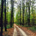 Last days of autumn, winter is coming. #autumn #forest #trees #ilovenature 